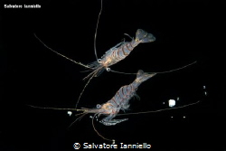 The other side of the shrimp by Salvatore Ianniello 